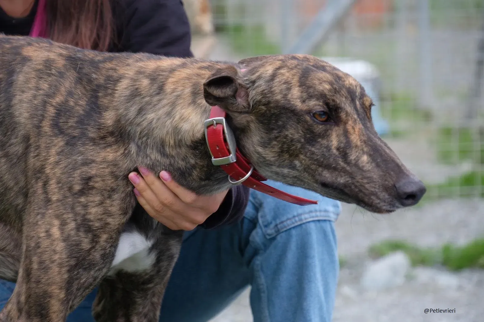 Tina Greyhound Female Adozione Levrieri 2