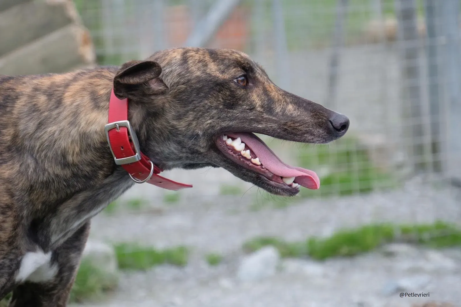 Tina Greyhound Female Adozione Levrieri 3