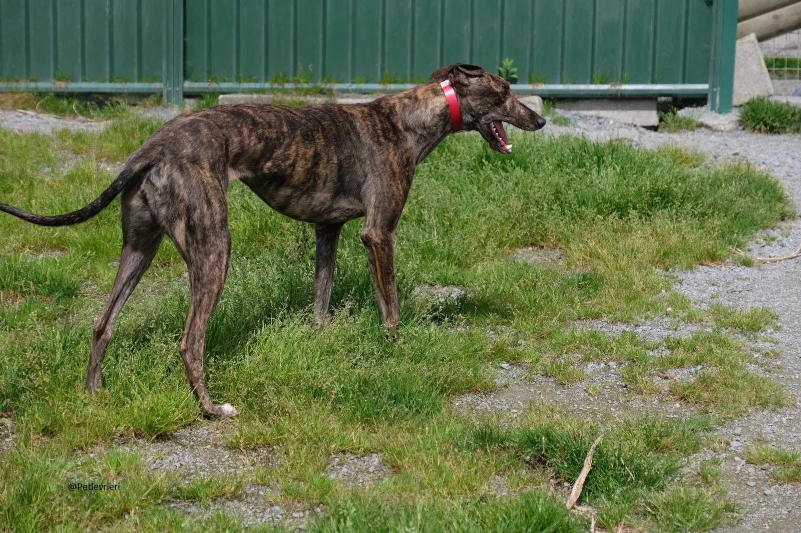 Tina Greyhound Female Adozione Levrieri 4