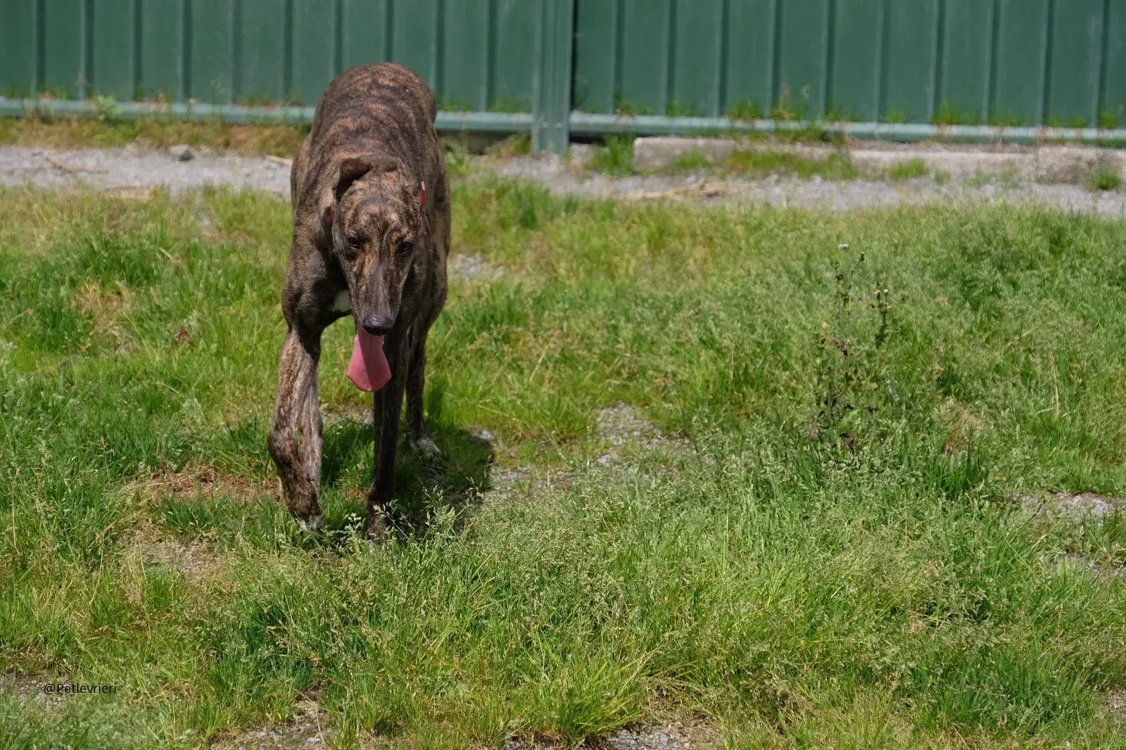 Tina Greyhound Female Adozione Levrieri 5