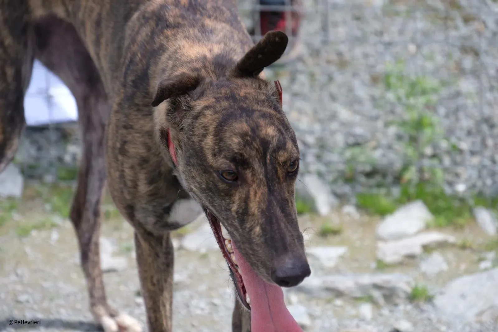 Tina Greyhound Female Adozione Levrieri 6