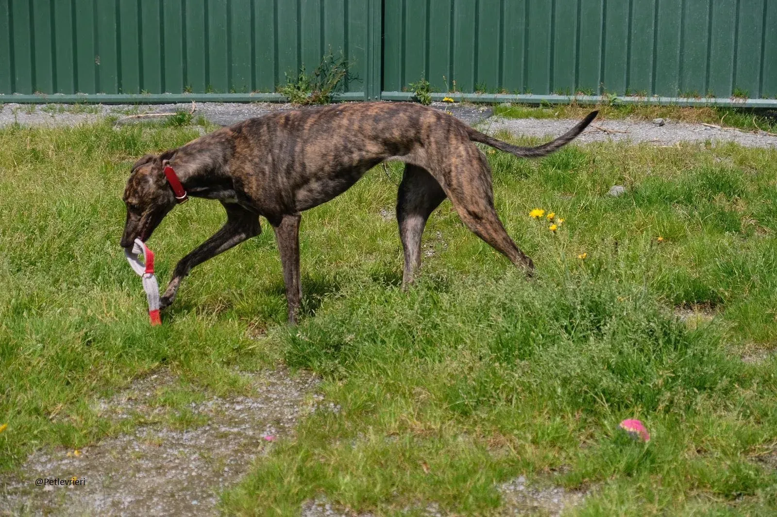 Tina Greyhound Female Adozione Levrieri 7