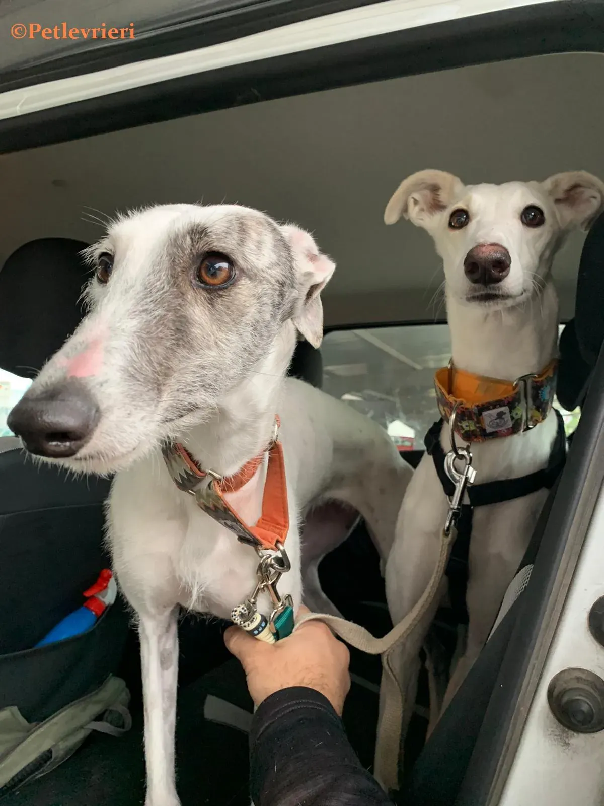 Tina e Nieves galgo adozione pet levrieri onlus 0 1