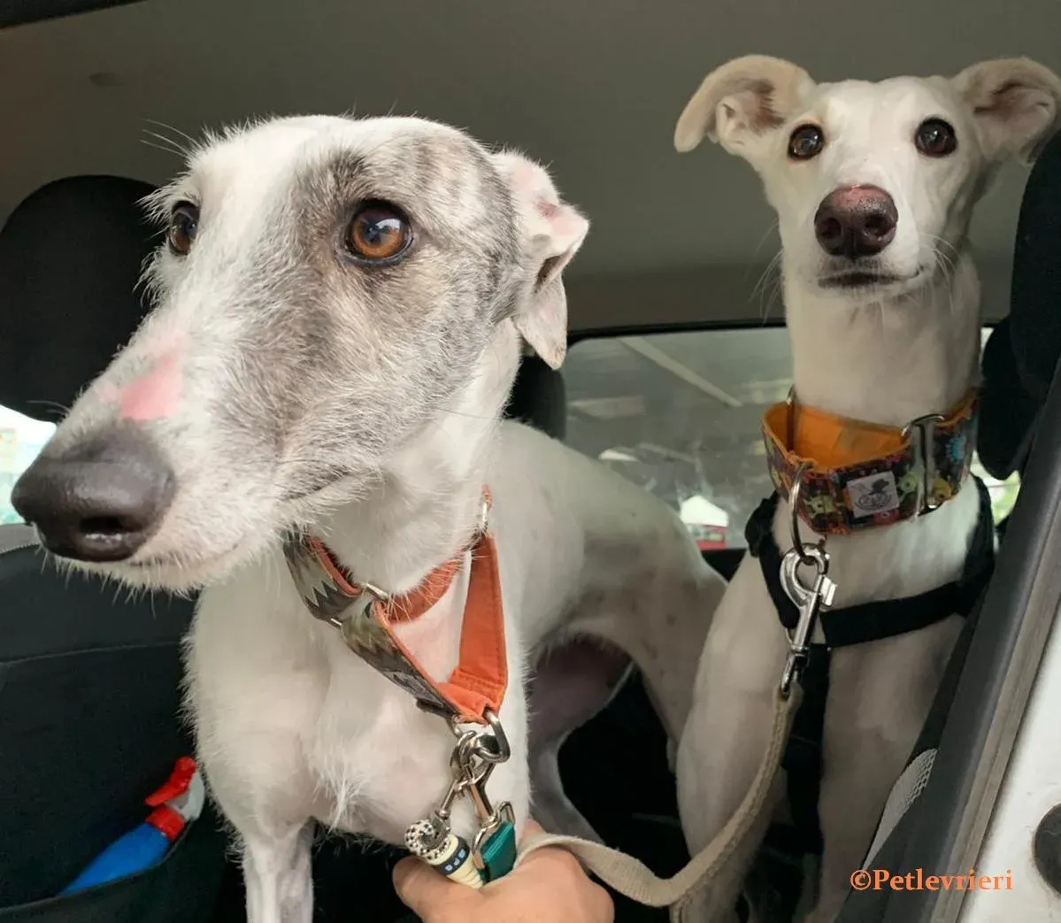 Tina e Nieves galgo adozione pet levrieri onlus 1