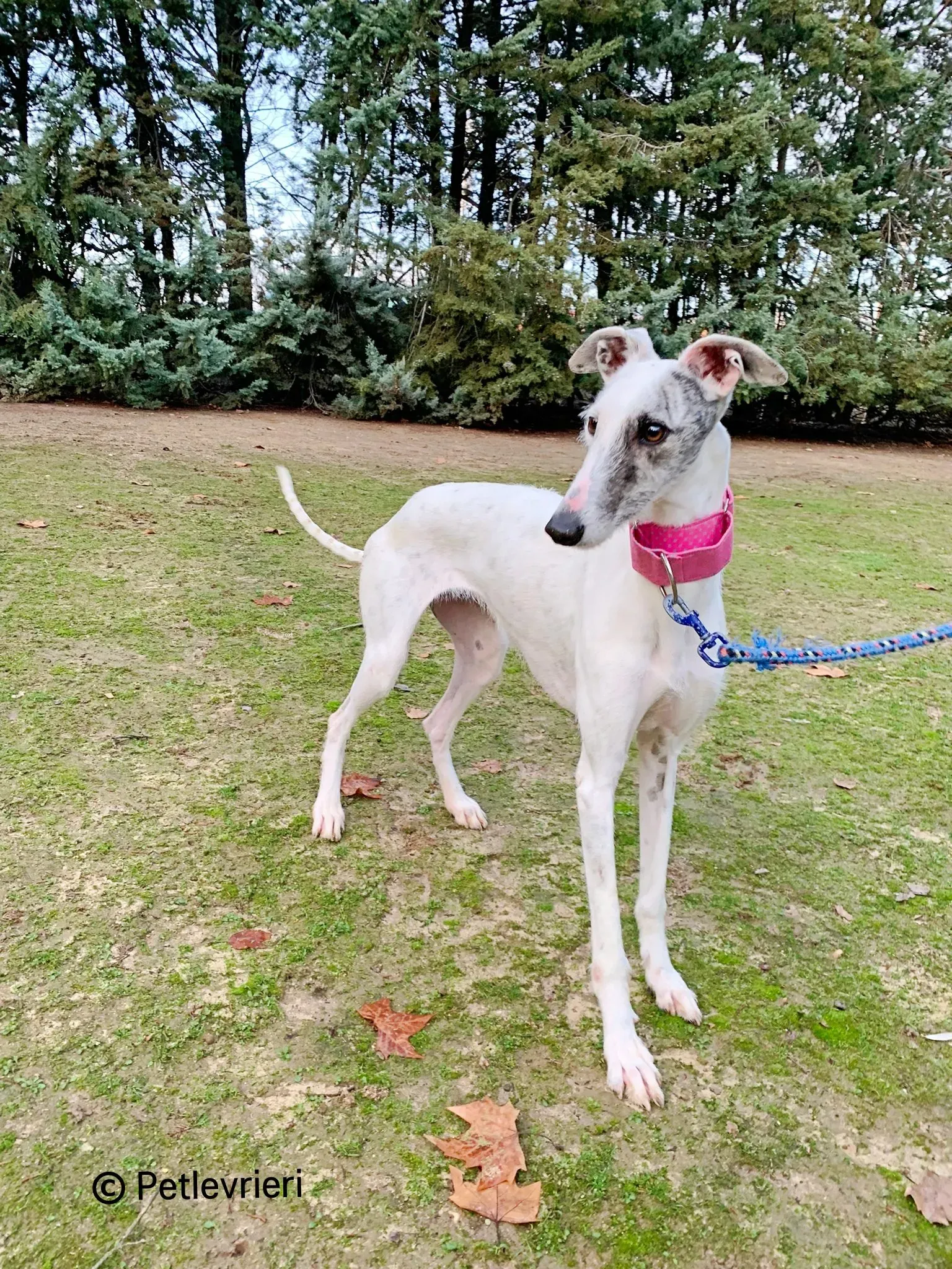 Tina galgo adozione pet levrieri onlus 1