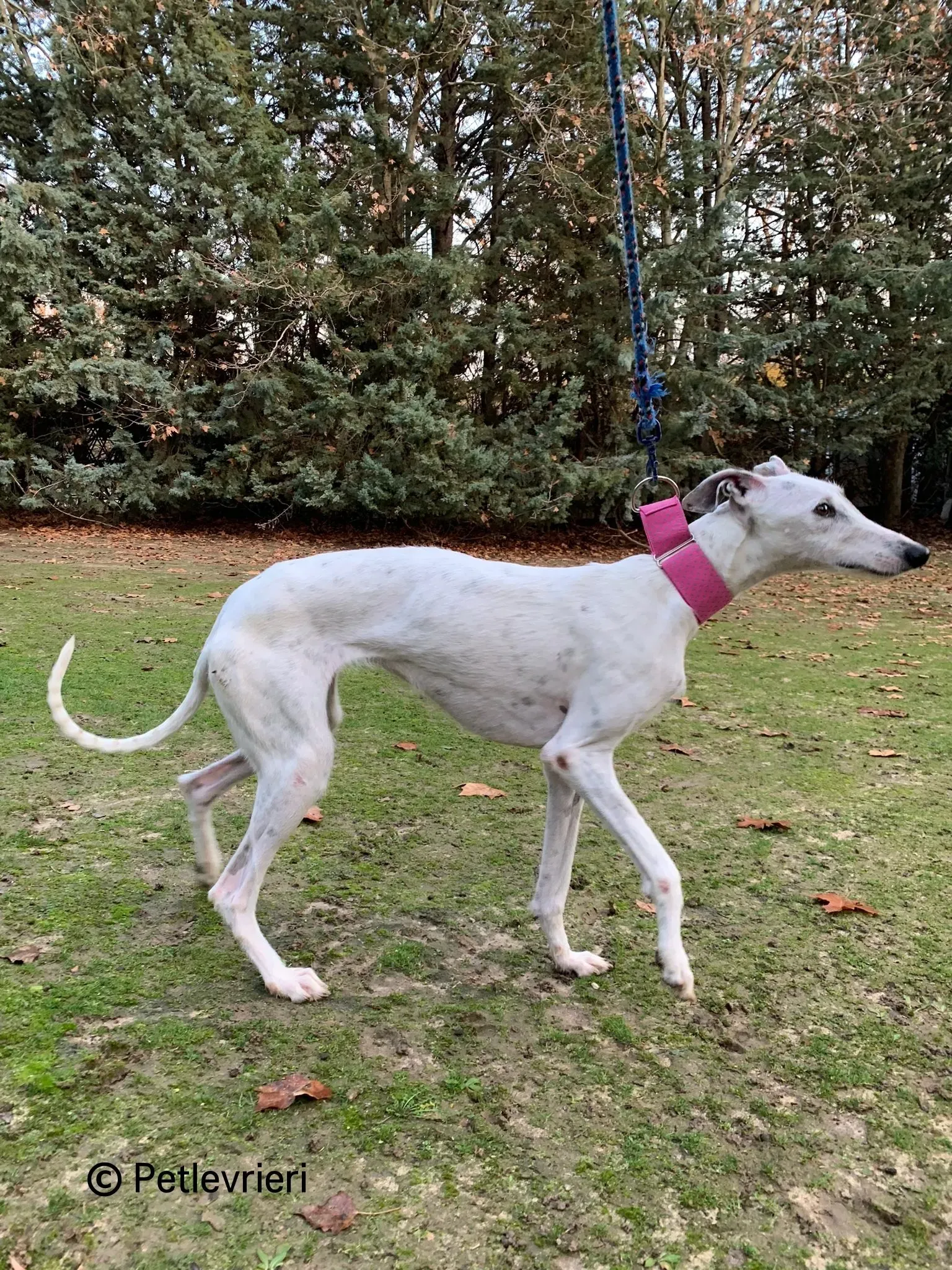 Tina galgo adozione pet levrieri onlus 2