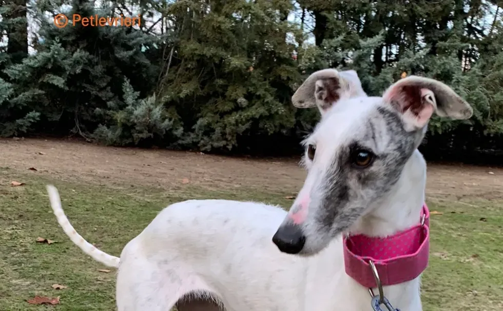 Tina galgo adozione pet levrieri onlus 3 1