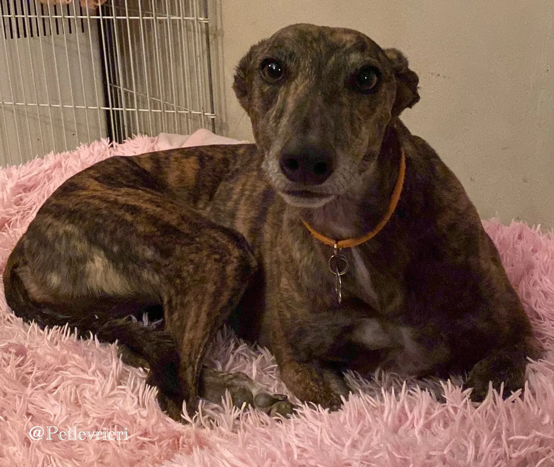 Tina greyhound petlevrieri1 risultato