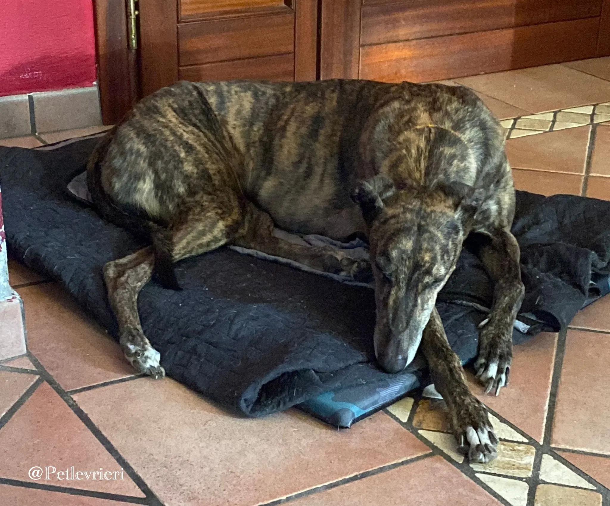 Tina greyhound petlevrieri2 risultato