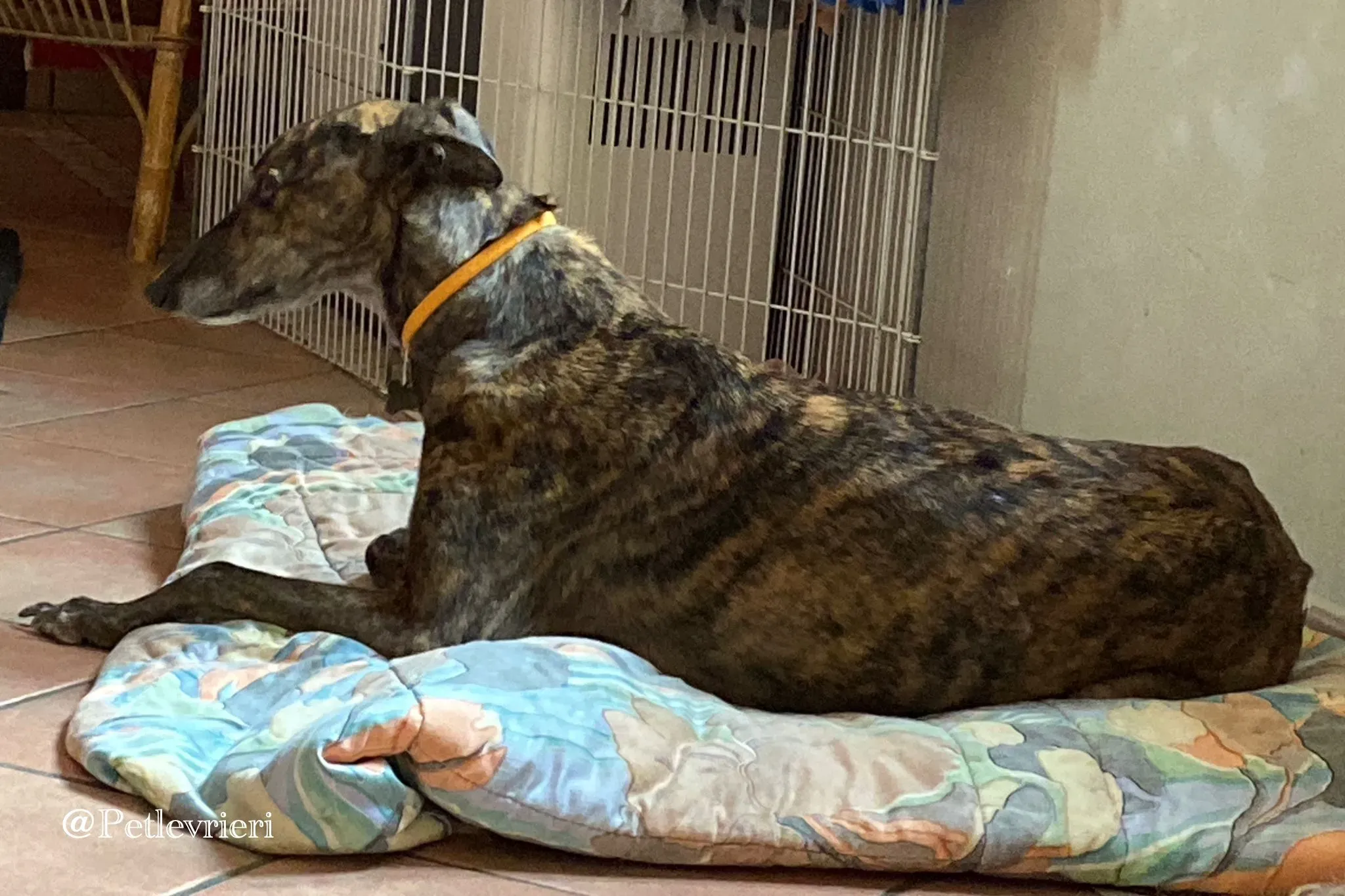 Tina greyhound petlevrieri3 risultato