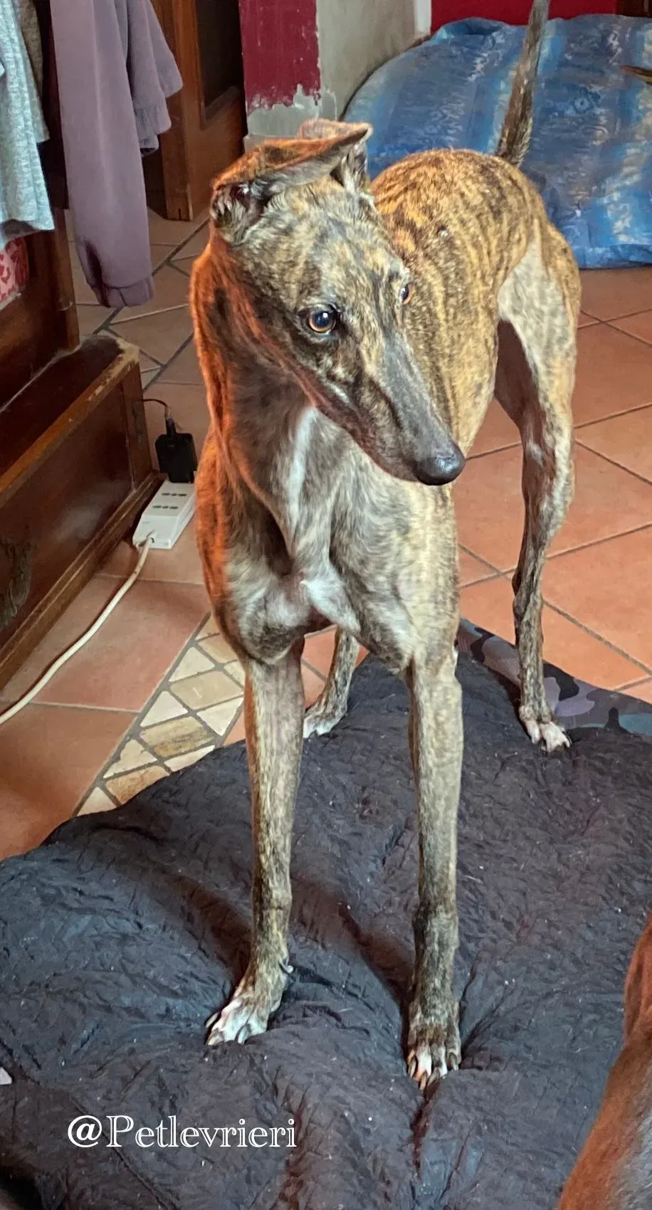 Tina greyhound petlevrieri4 risultato