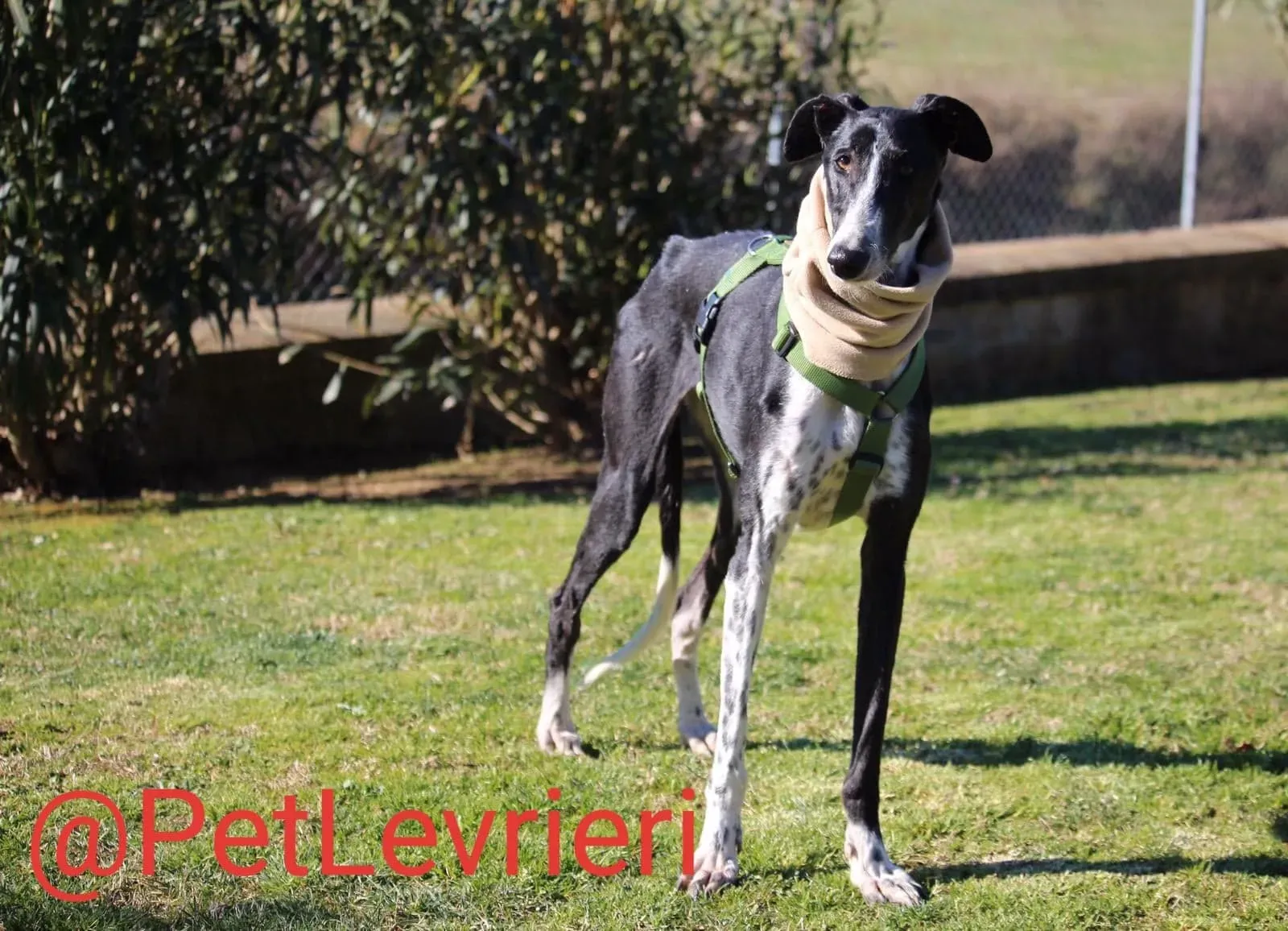 Tisa adozione levreri galgo 20