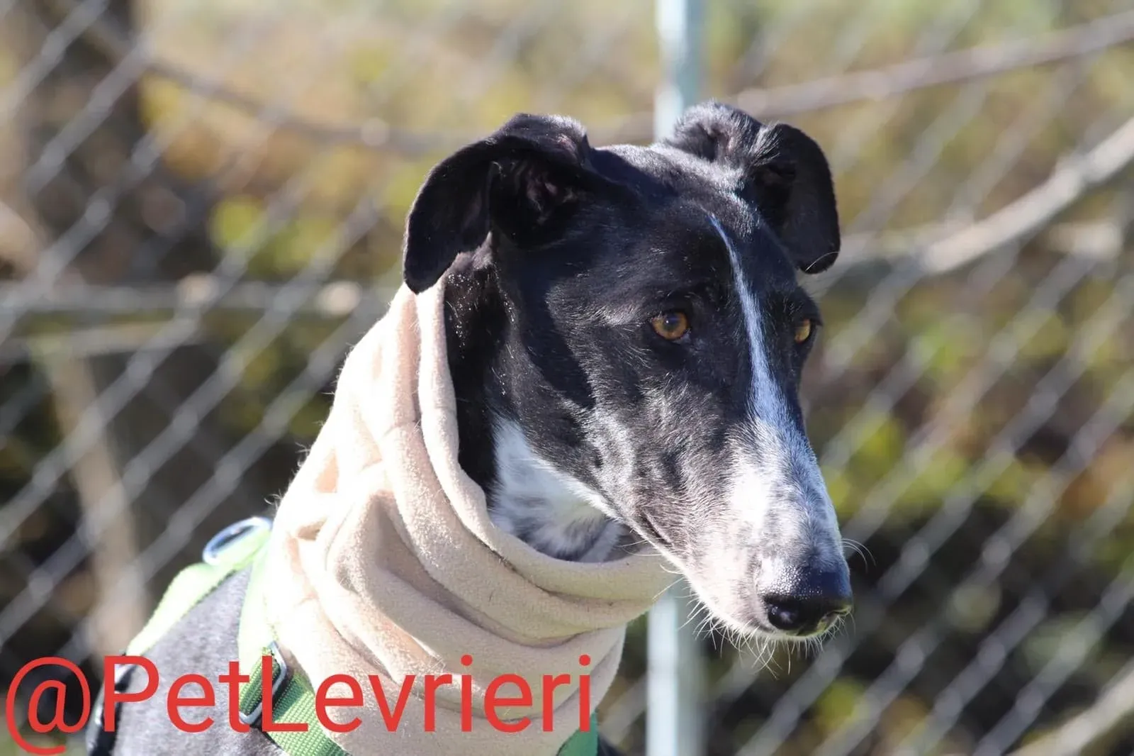 Tisa adozione levreri galgo 21