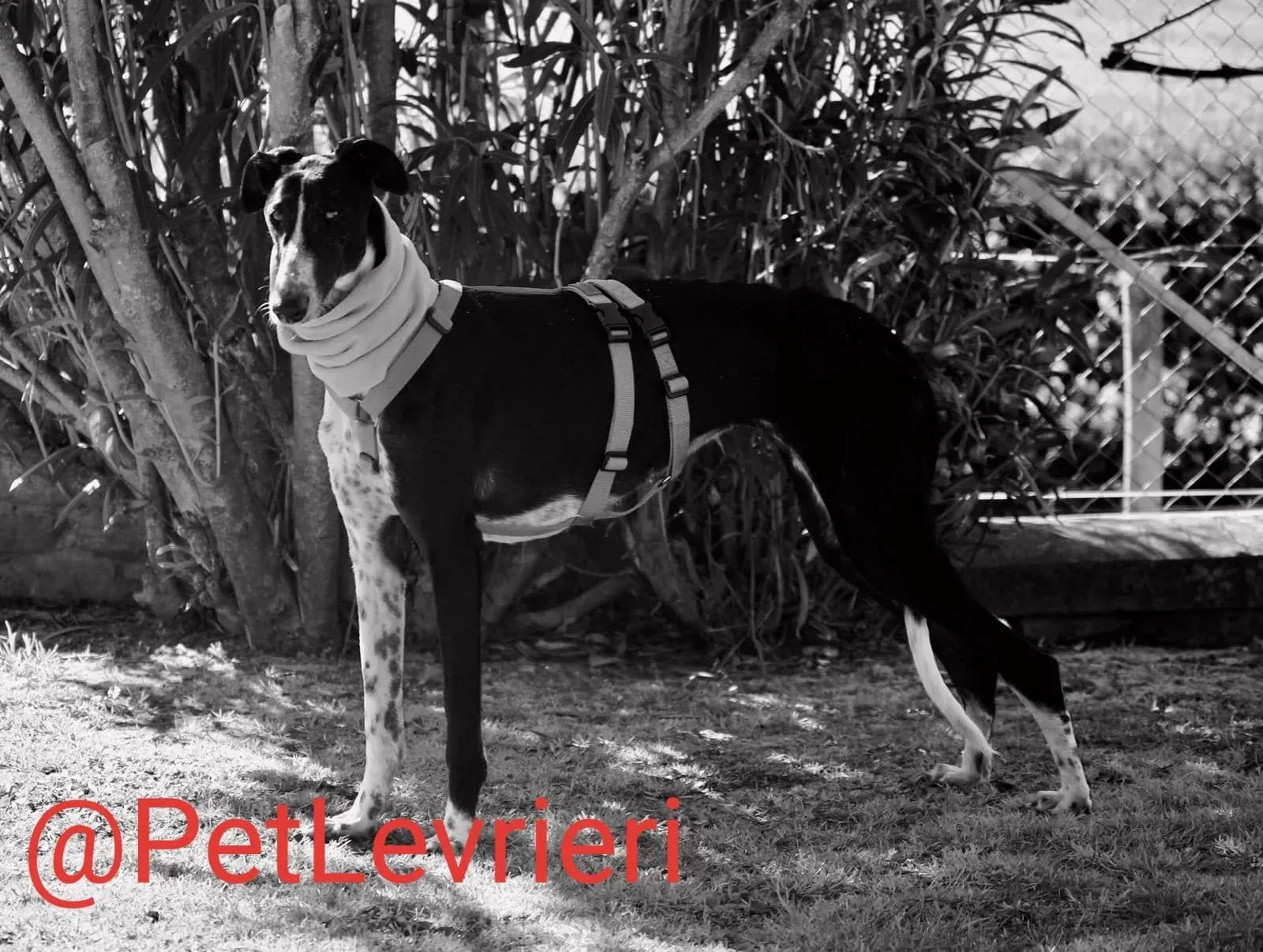 Tisa adozione levreri galgo 22