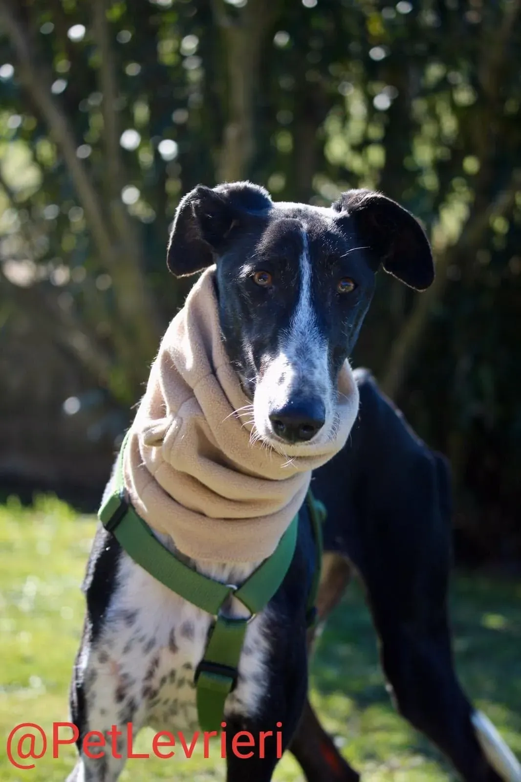 Tisa adozione levreri galgo 23