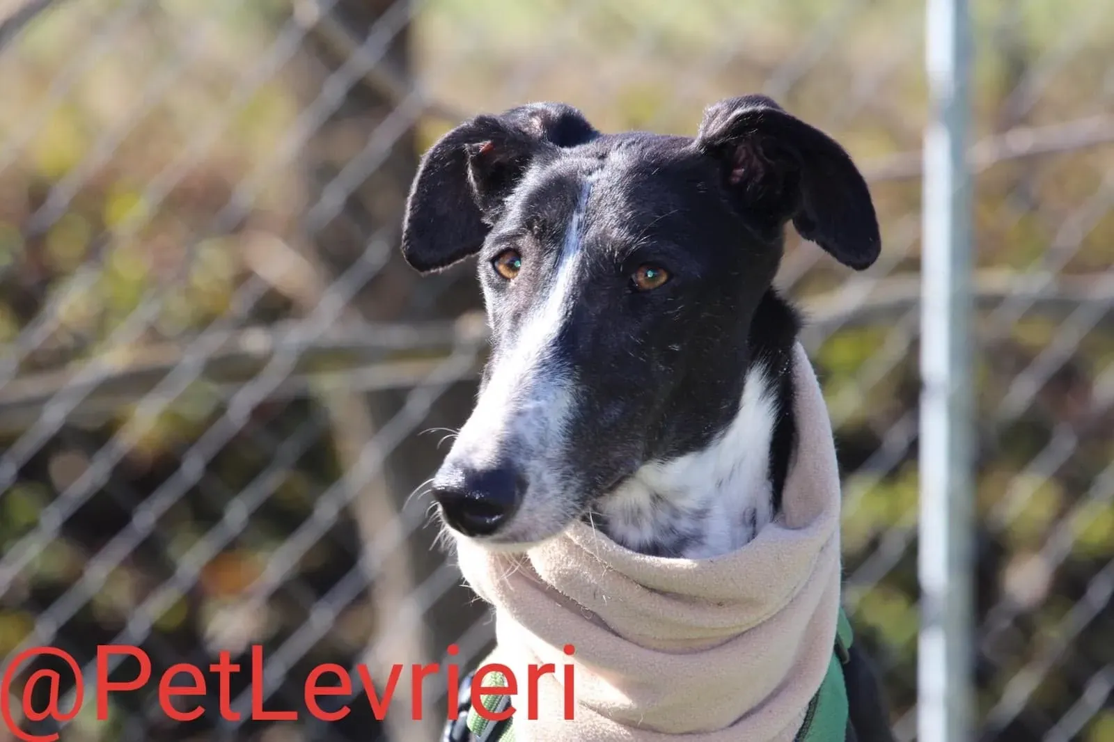Tisa adozione levreri galgo 24