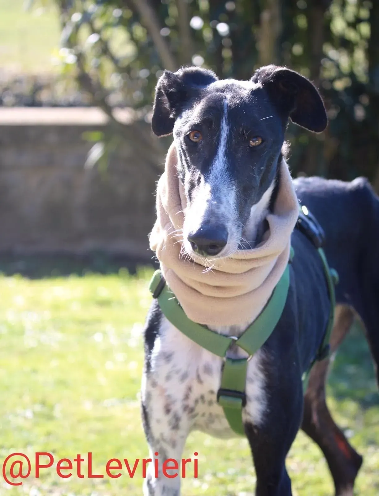 Tisa adozione levreri galgo 25