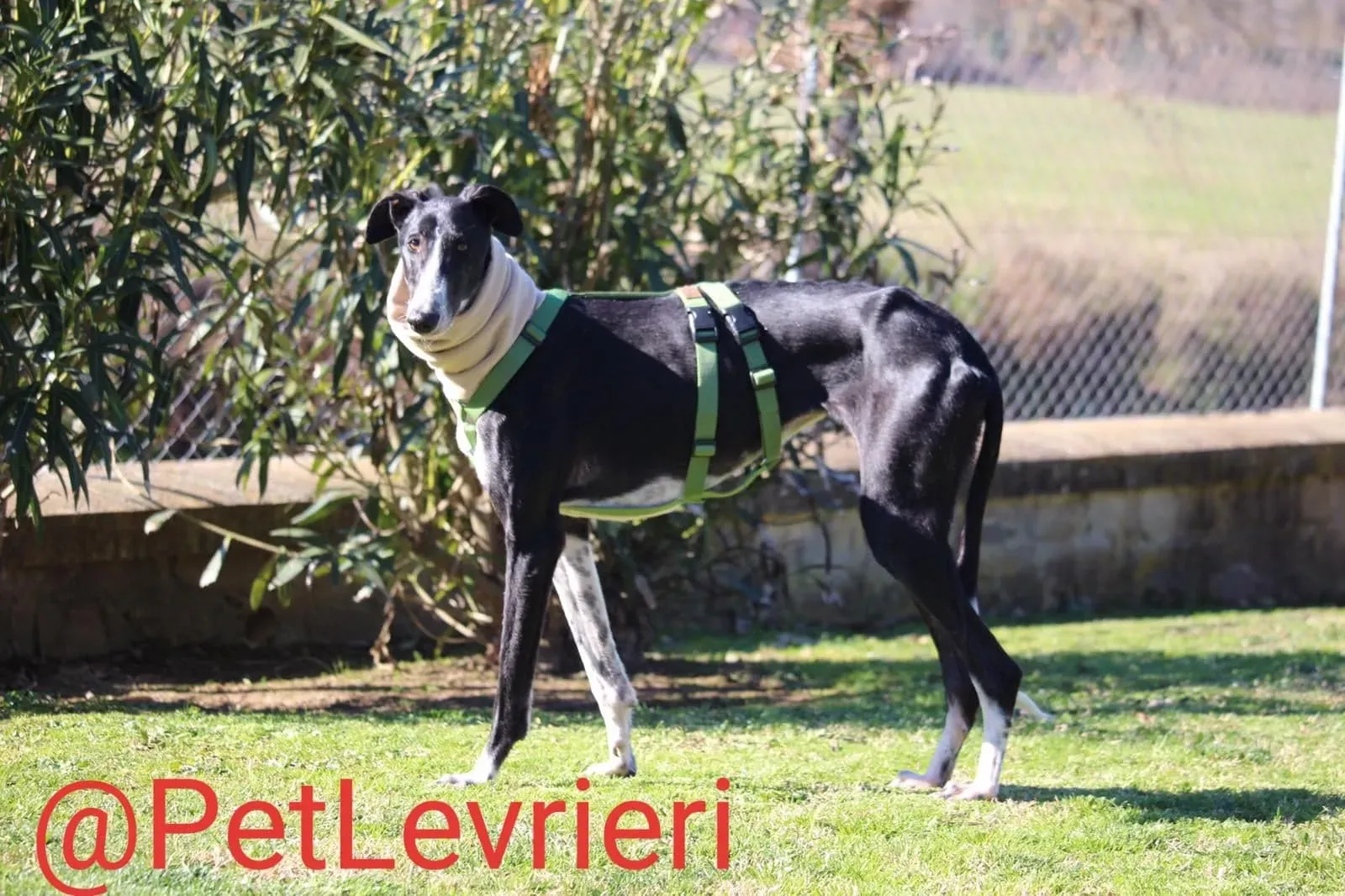 Tisa adozione levreri galgo 26