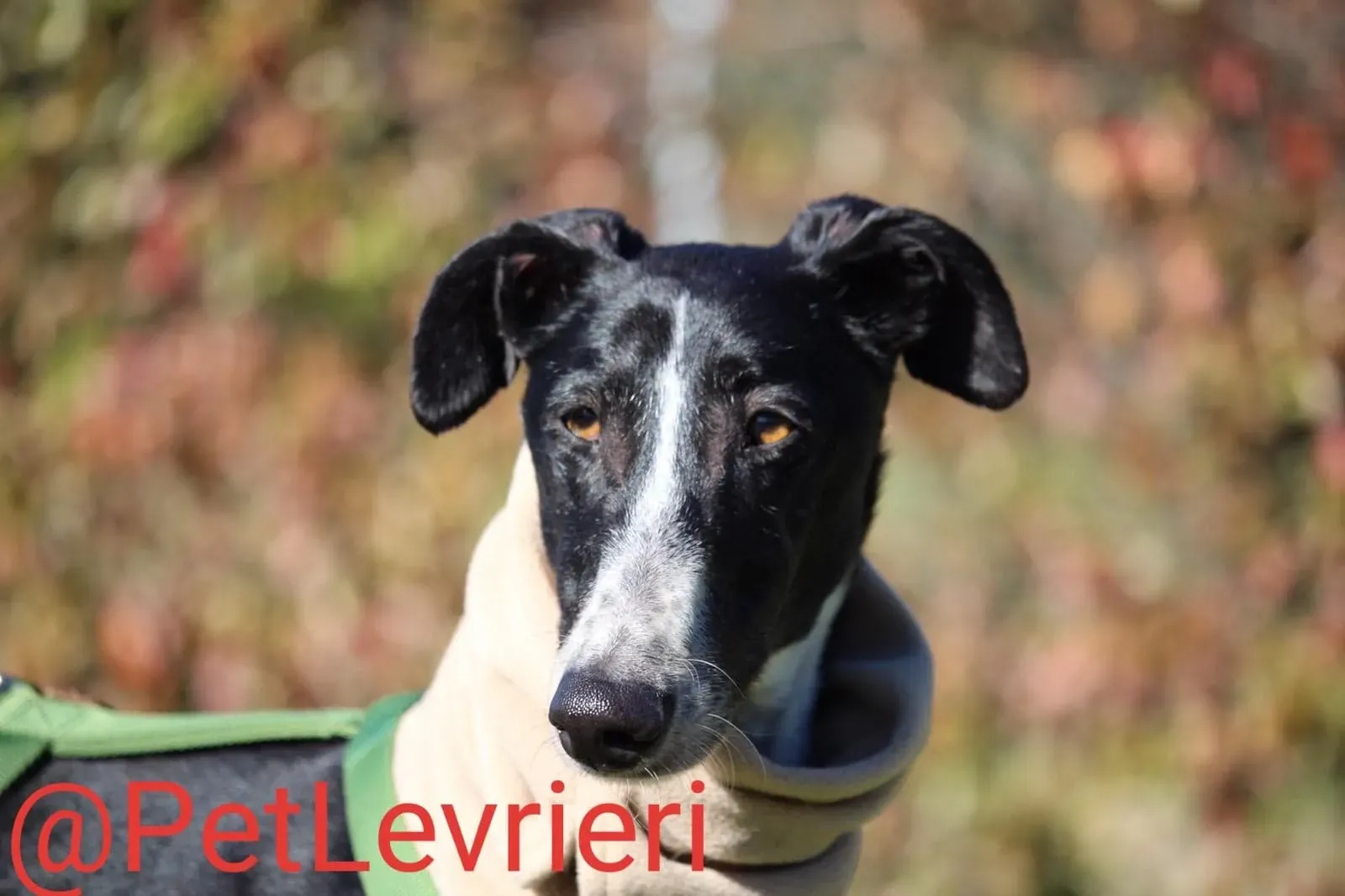 Tisa adozione levreri galgo 27
