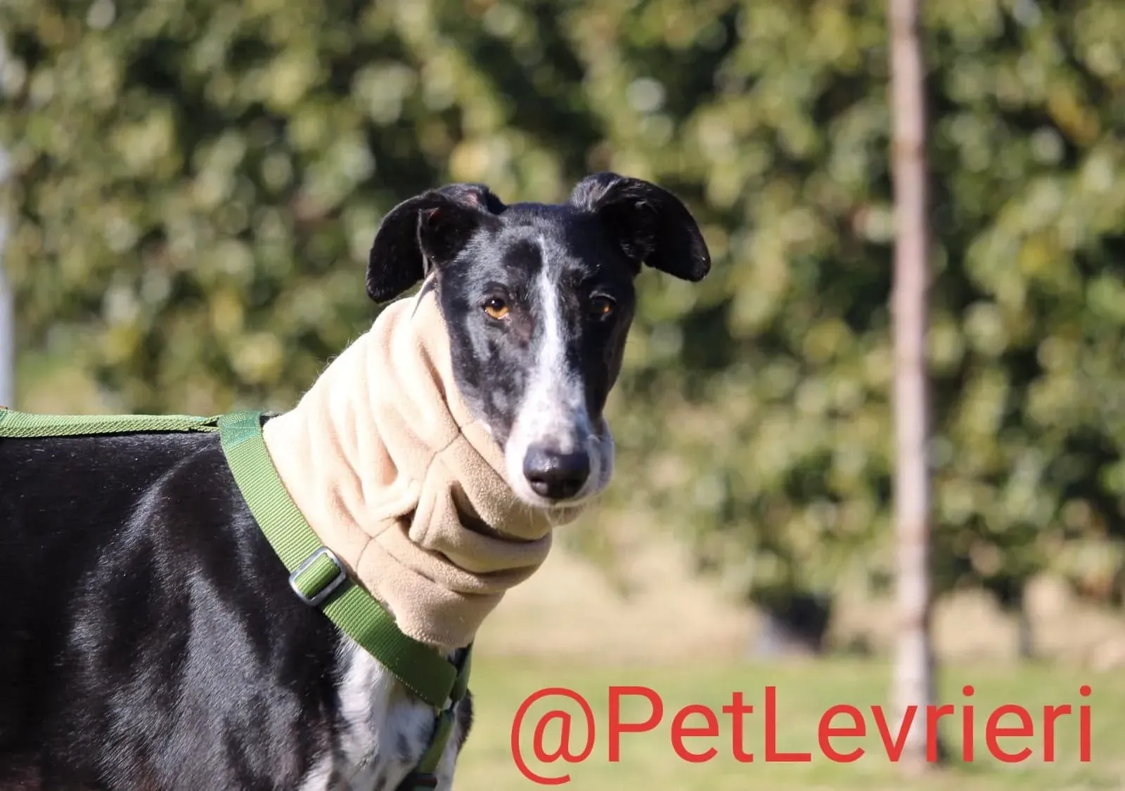 Tisa adozione levreri galgo 28