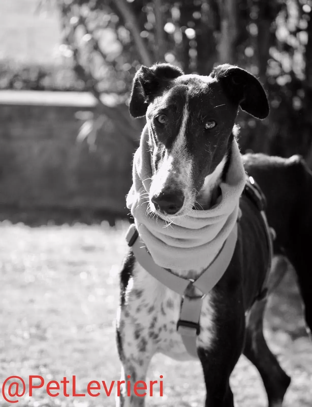 Tisa adozione levreri galgo 29