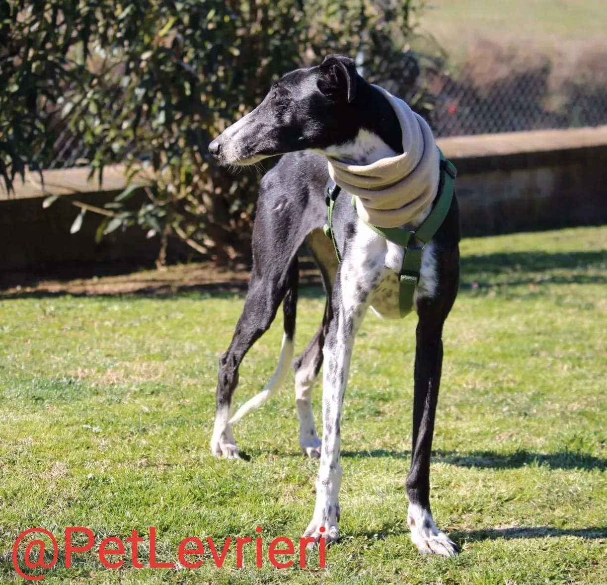 Tisa adozione levreri galgo 30