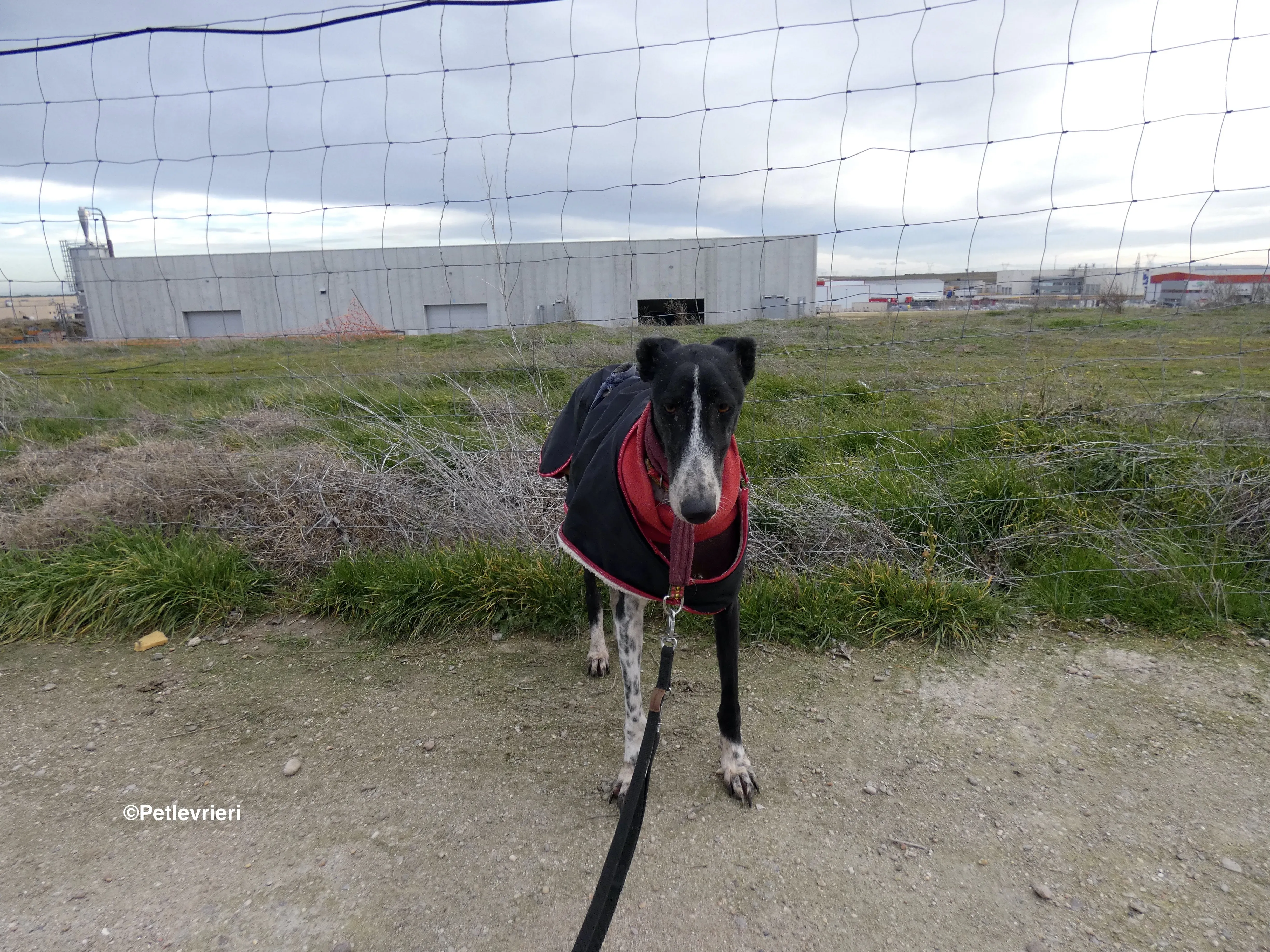 Tisa adozione levrieri galgo 07