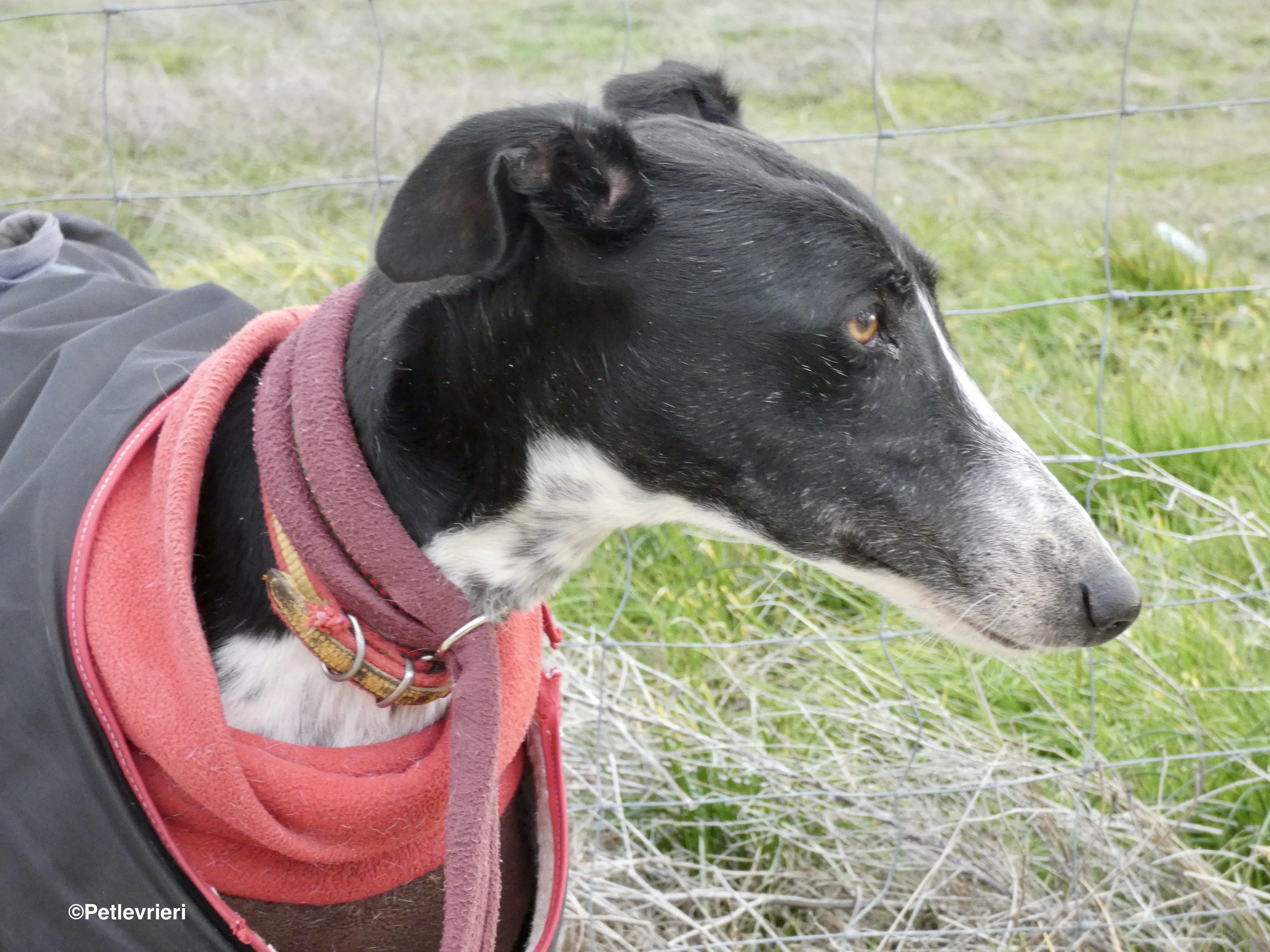 Tisa adozione levrieri galgo 08