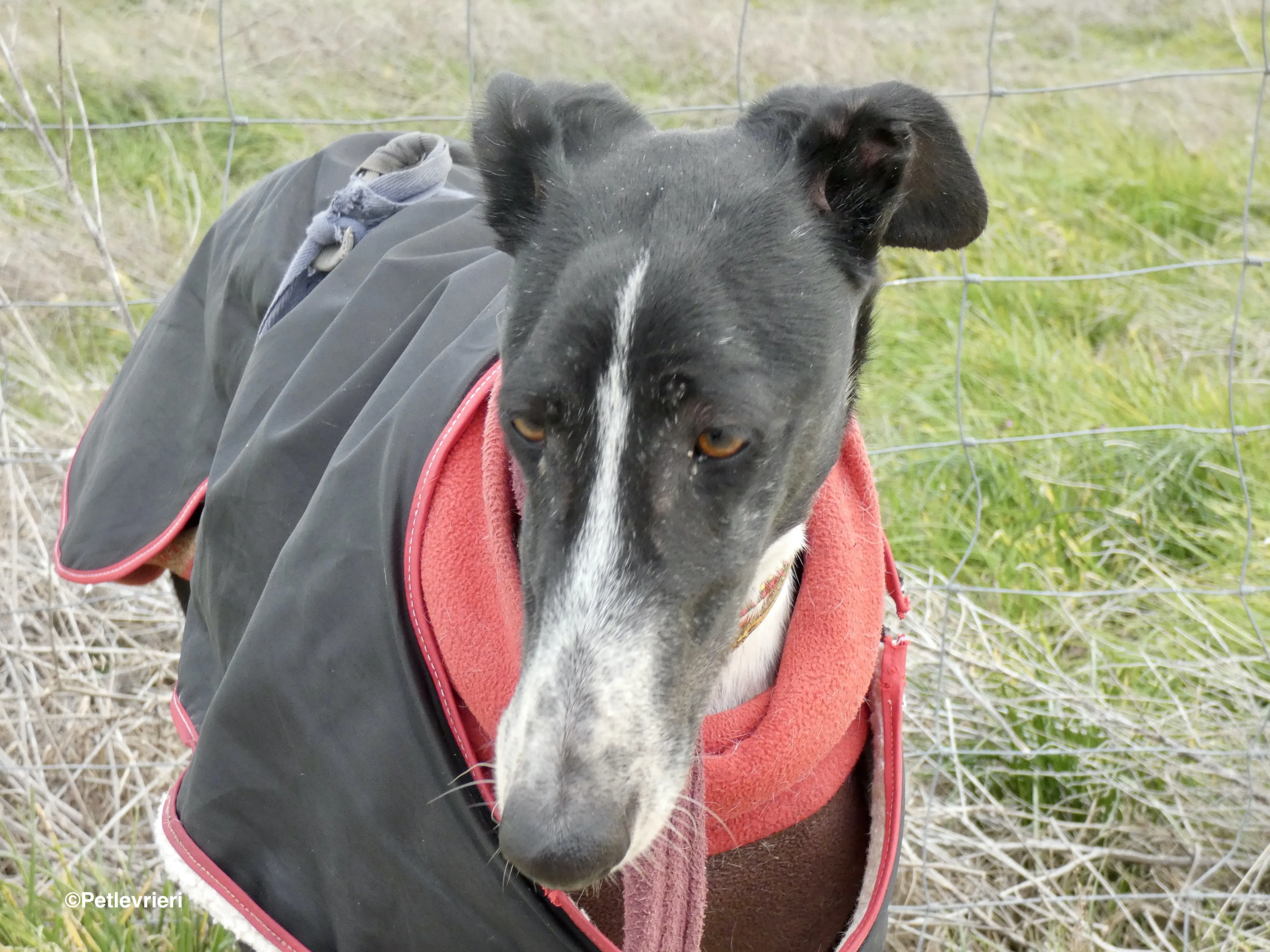 Tisa adozione levrieri galgo 09