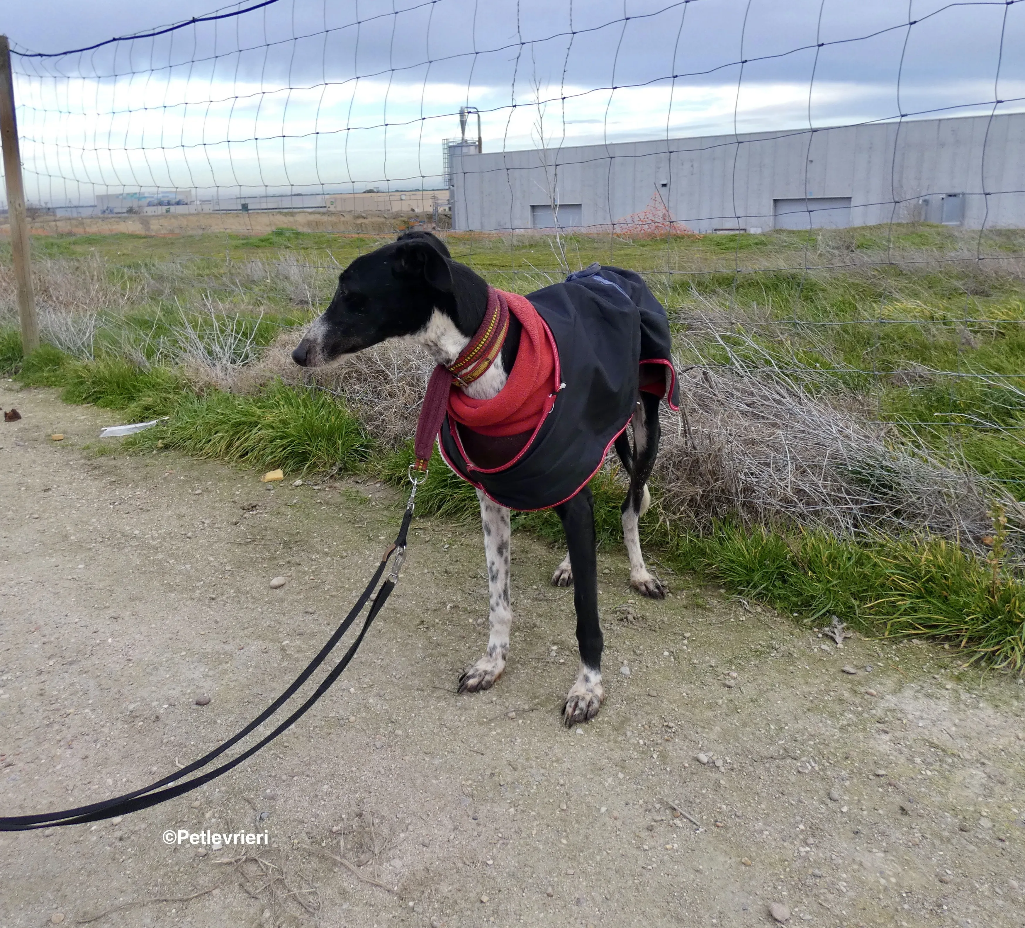 Tisa adozione levrieri galgo 10