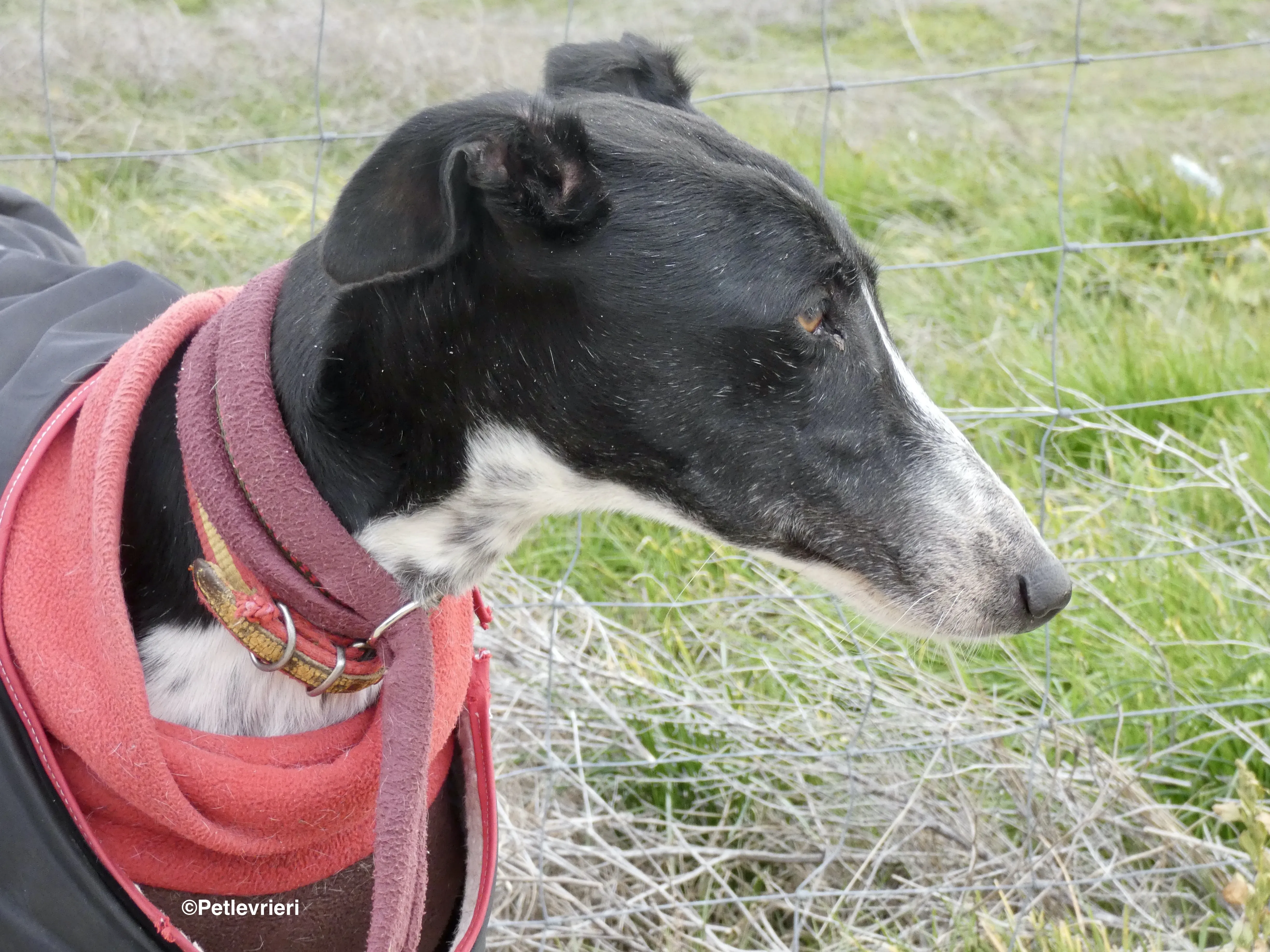 Tisa adozione levrieri galgo 11