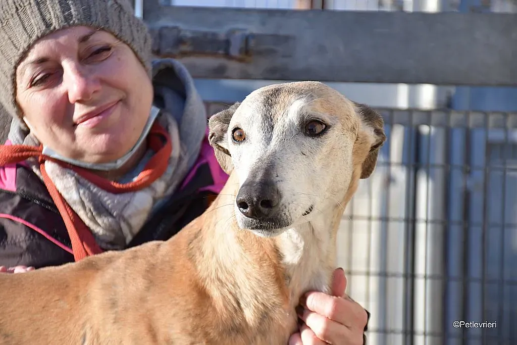 Titan adozione levrieri galgo 01