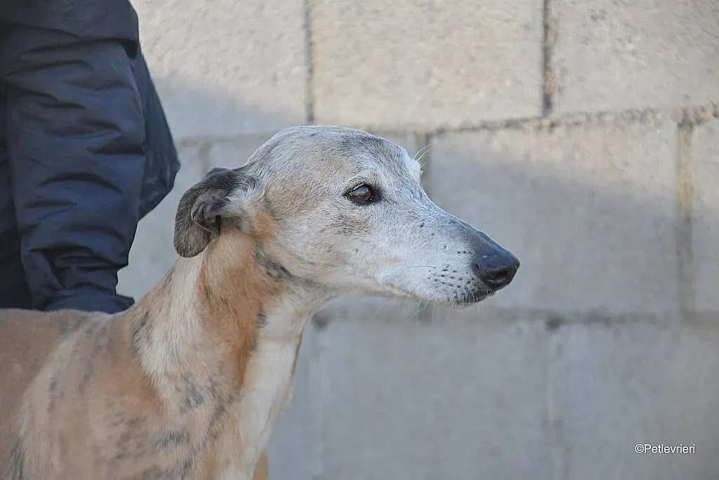 Titan adozione levrieri galgo 02