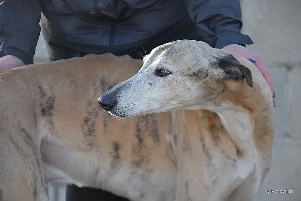 Titan adozione levrieri galgo 03 1