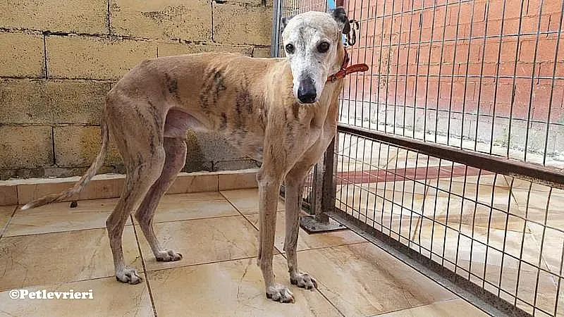 Titan adozione levrieri galgo 03