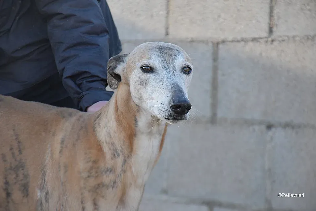 Titan adozione levrieri galgo 04