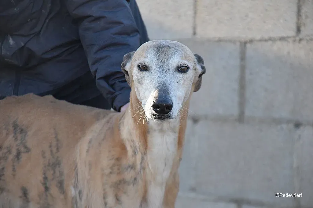 Titan adozione levrieri galgo 05