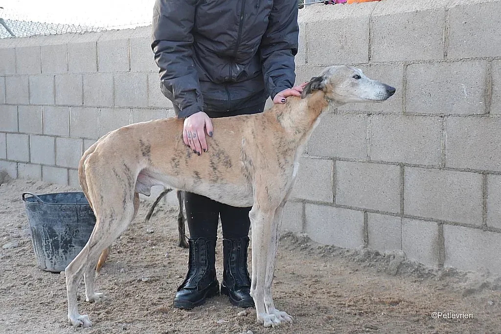 Titan adozione levrieri galgo 06