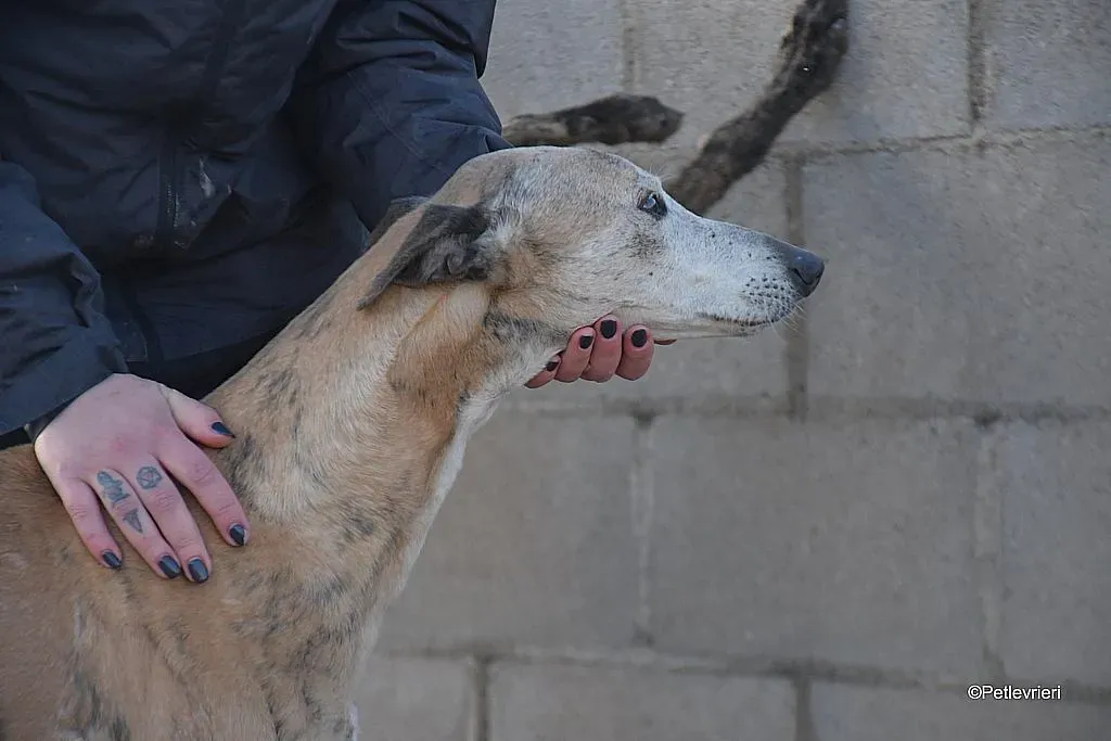 Titan adozione levrieri galgo 07