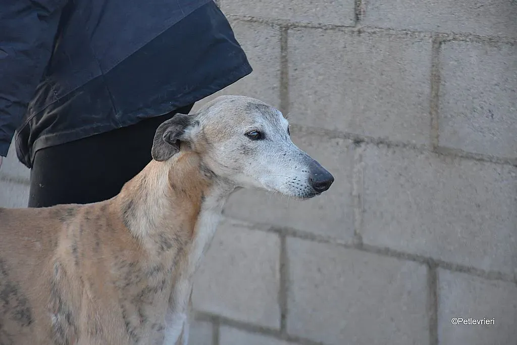 Titan adozione levrieri galgo 08