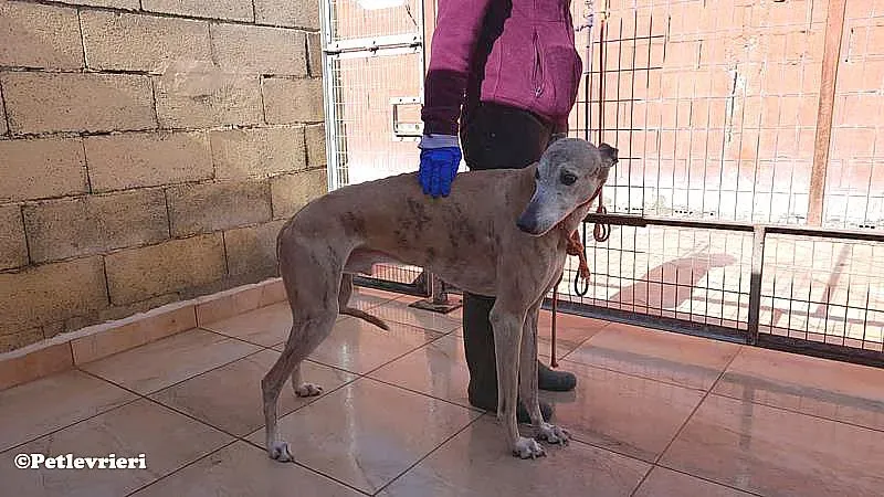 Titan adozione levrieri galgo 01
