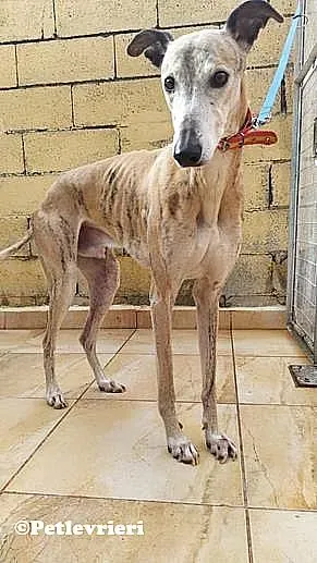 Titan adozione levrieri galgo 02