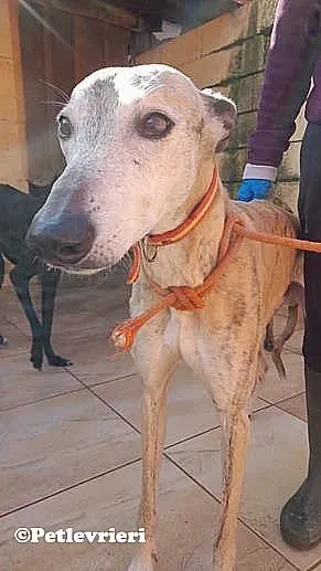 Titan adozione levrieri galgo 04