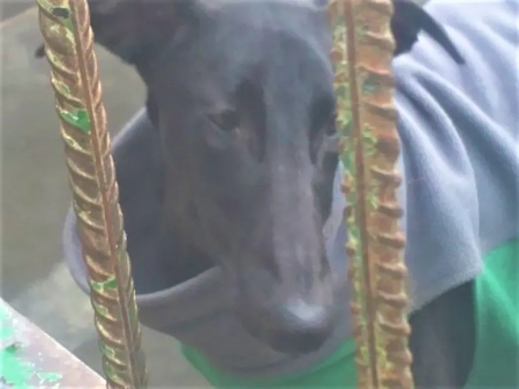 Tizon adozione levrieri galgo 01 2