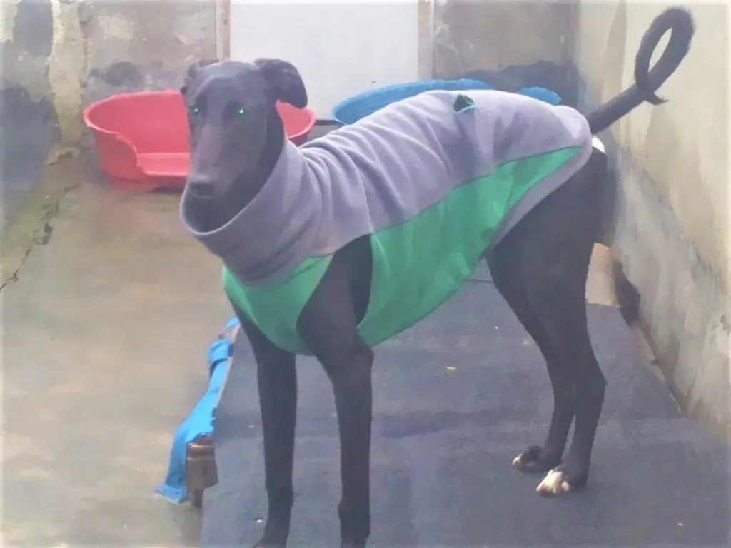 Tizon adozione levrieri galgo 02 2