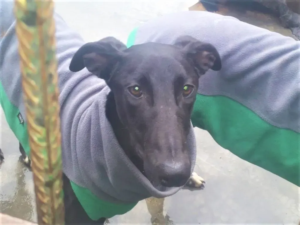 Tizon adozione levrieri galgo 03 2