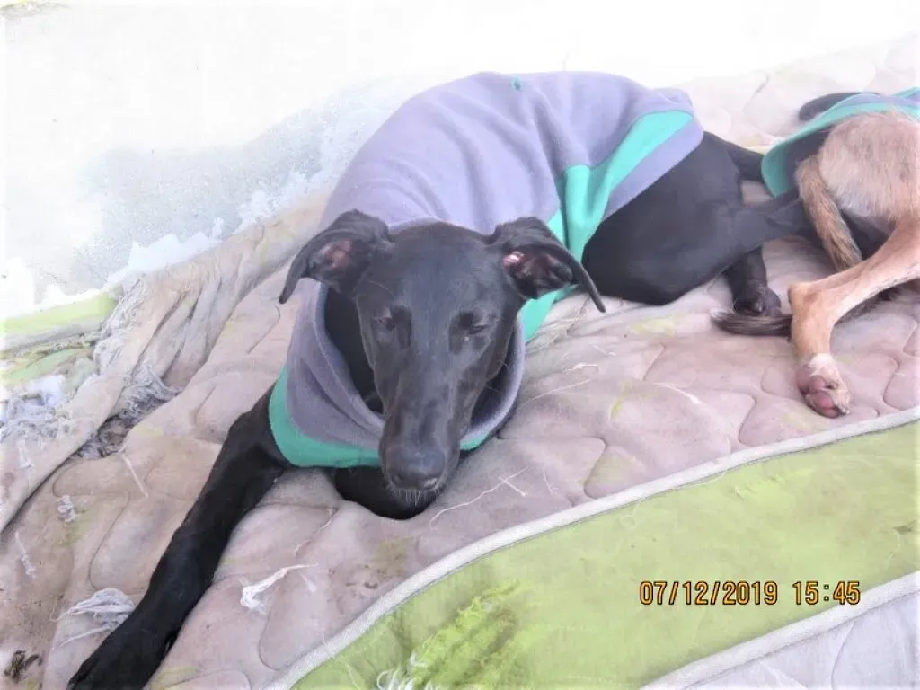 Tizon adozione levrieri galgo 04 2