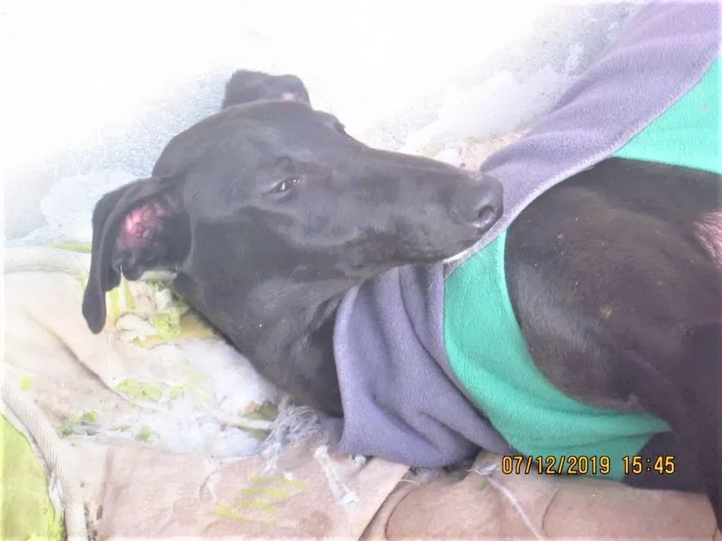 Tizon adozione levrieri galgo 05 2