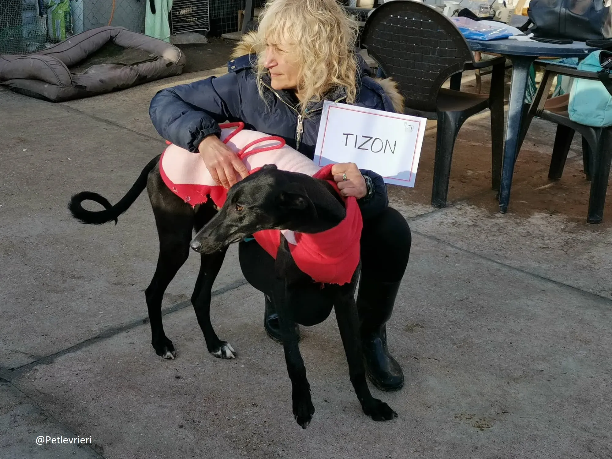 Tizon adozione levrieri galgo 06