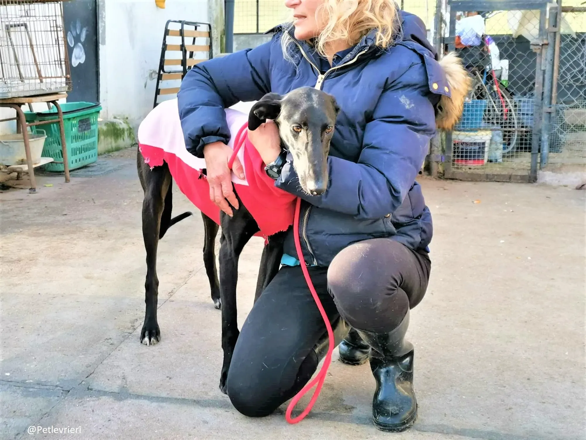 Tizon adozione levrieri galgo 07 2